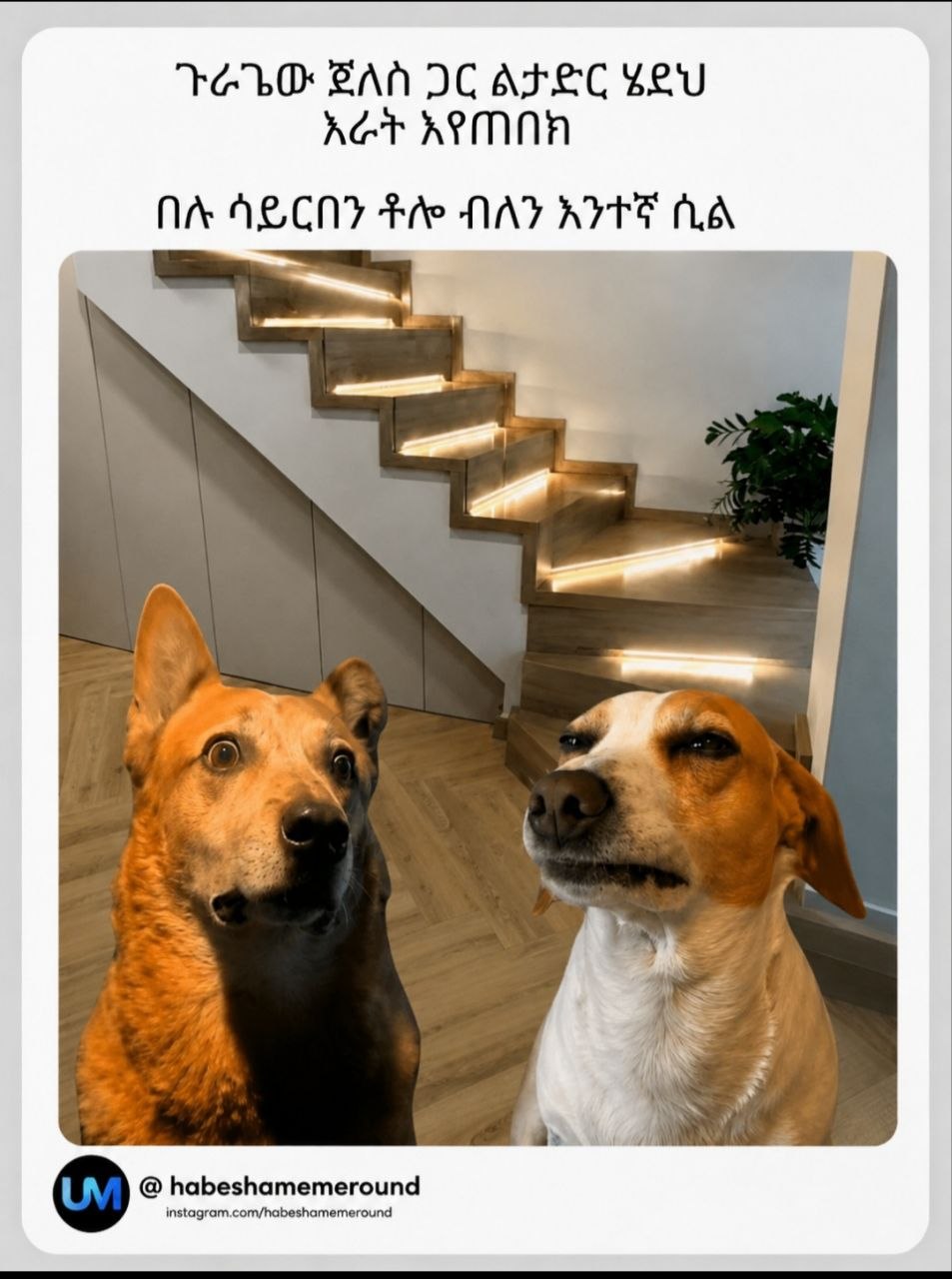two dogs sitting on the stairs of a house