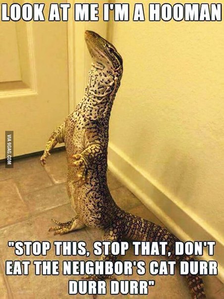 a lizard that is standing on its hind