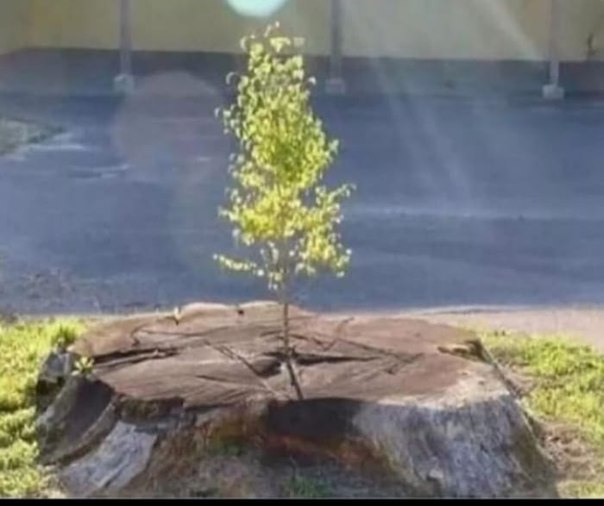 a small tree growing out of a rock