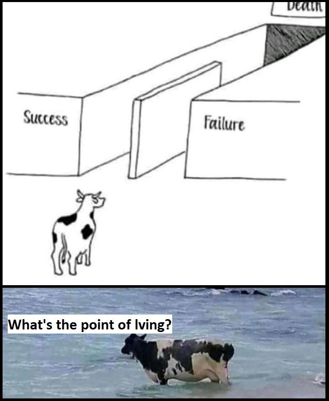 a cow is standing in the water next to a wall