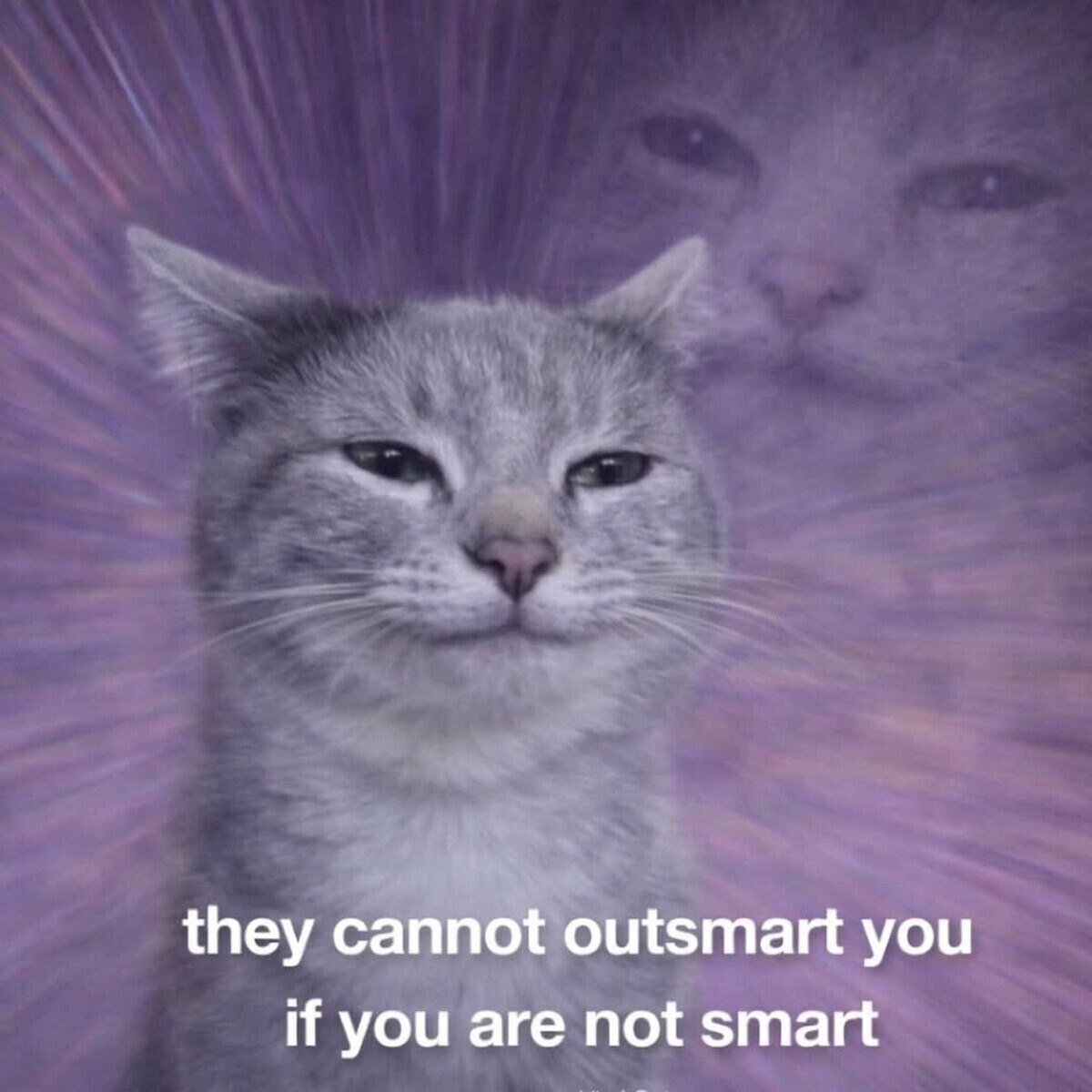 a cat with a quote on it saying they can t - you if you re
