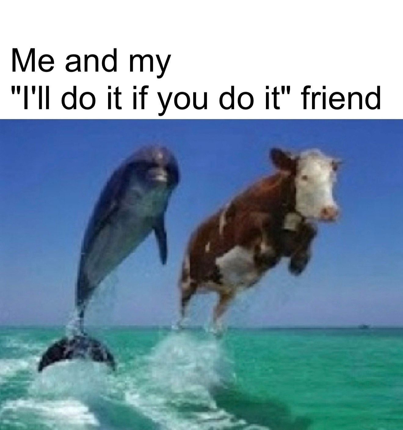 a cow jumping out of the water