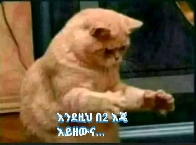 a dog is standing on its hinds