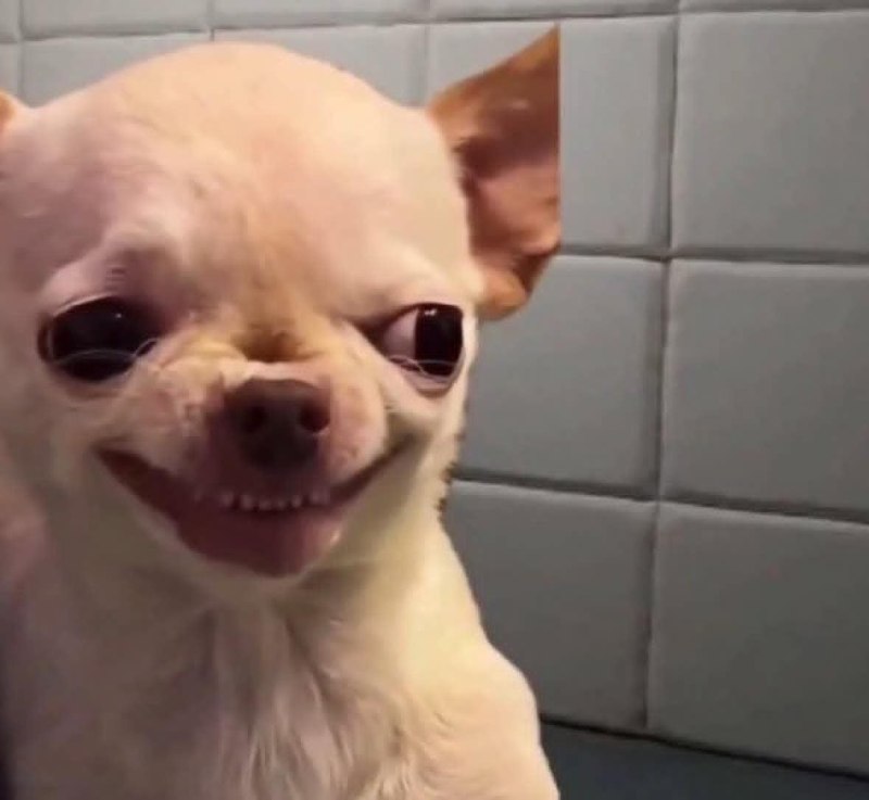 a small dog with big eyes and a big smile
