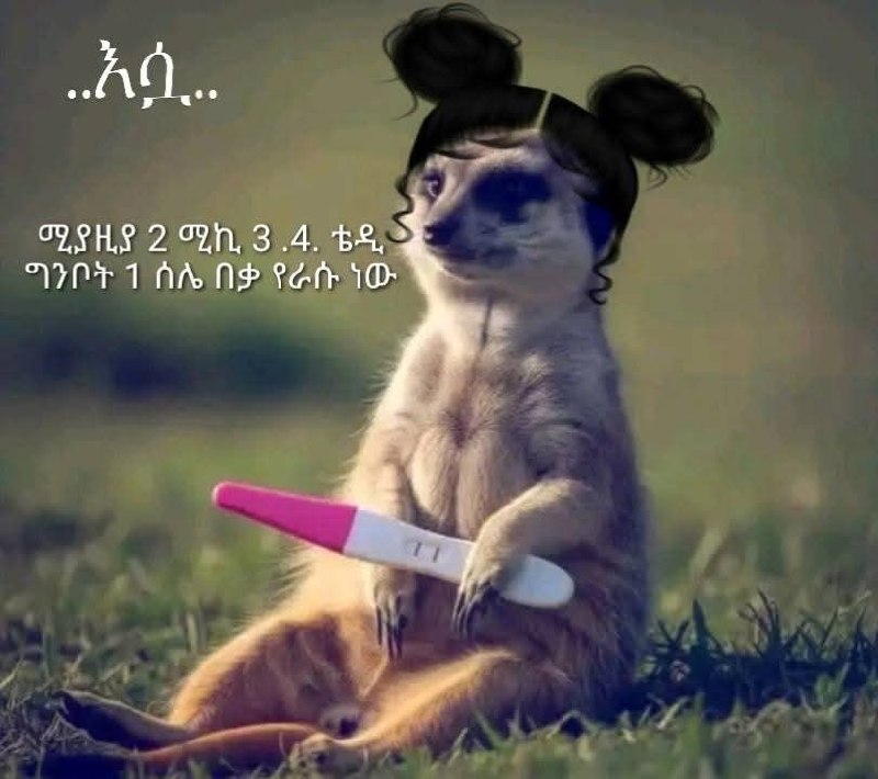 አንተ አልጋህ ላይ ተጋድመህ "ይሄኔ እኮ a meme with a pink toothbrush in its mouth