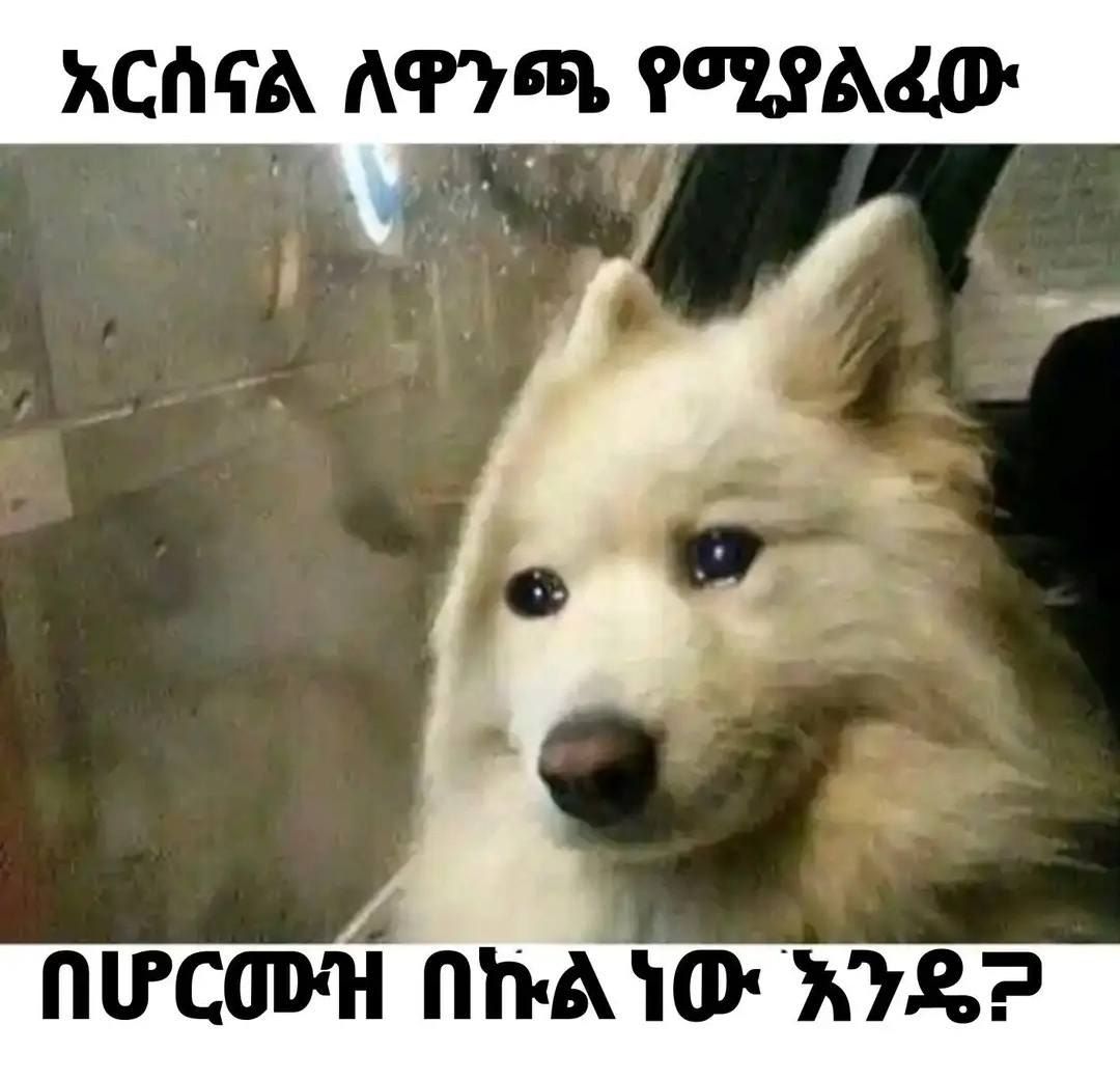 a dog with a white face and black eyes