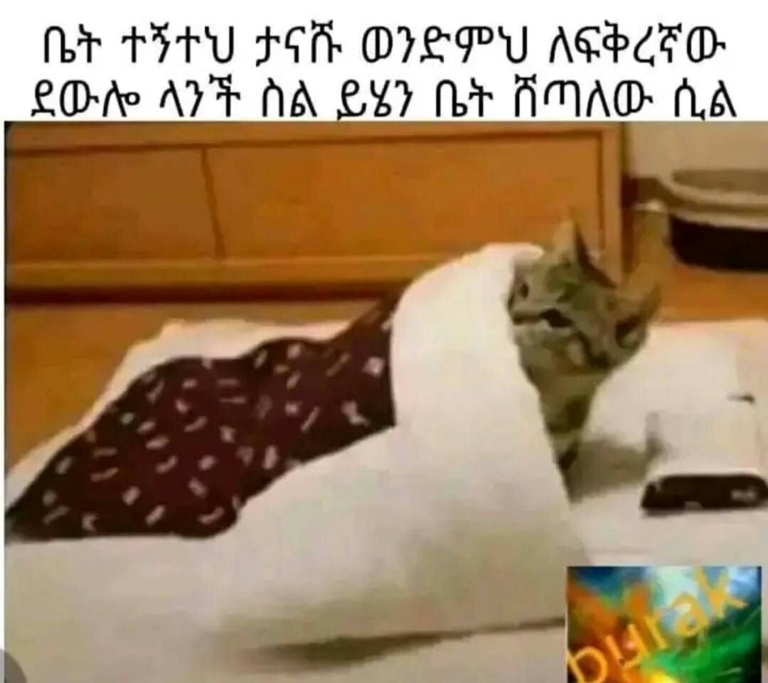 ቤት ገፃተክ ታናሹ ወንድምህ ለፍቅረኛው it A oath DIEPY AG ECEDS