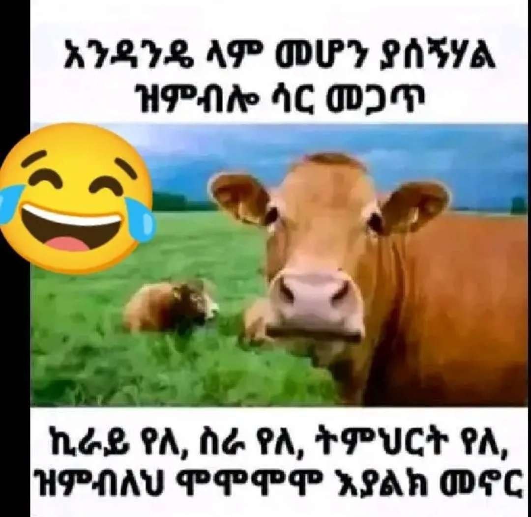 a cow is laughing and looking at the camera